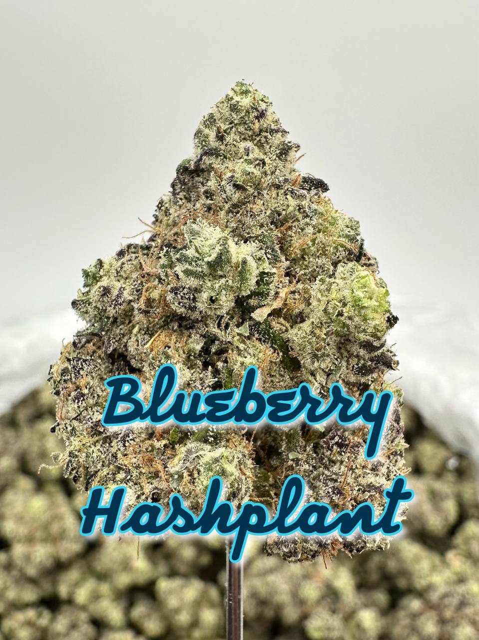 SHATNER’S LEGENDS SERIES: Blueberry Hashplant, OG 18