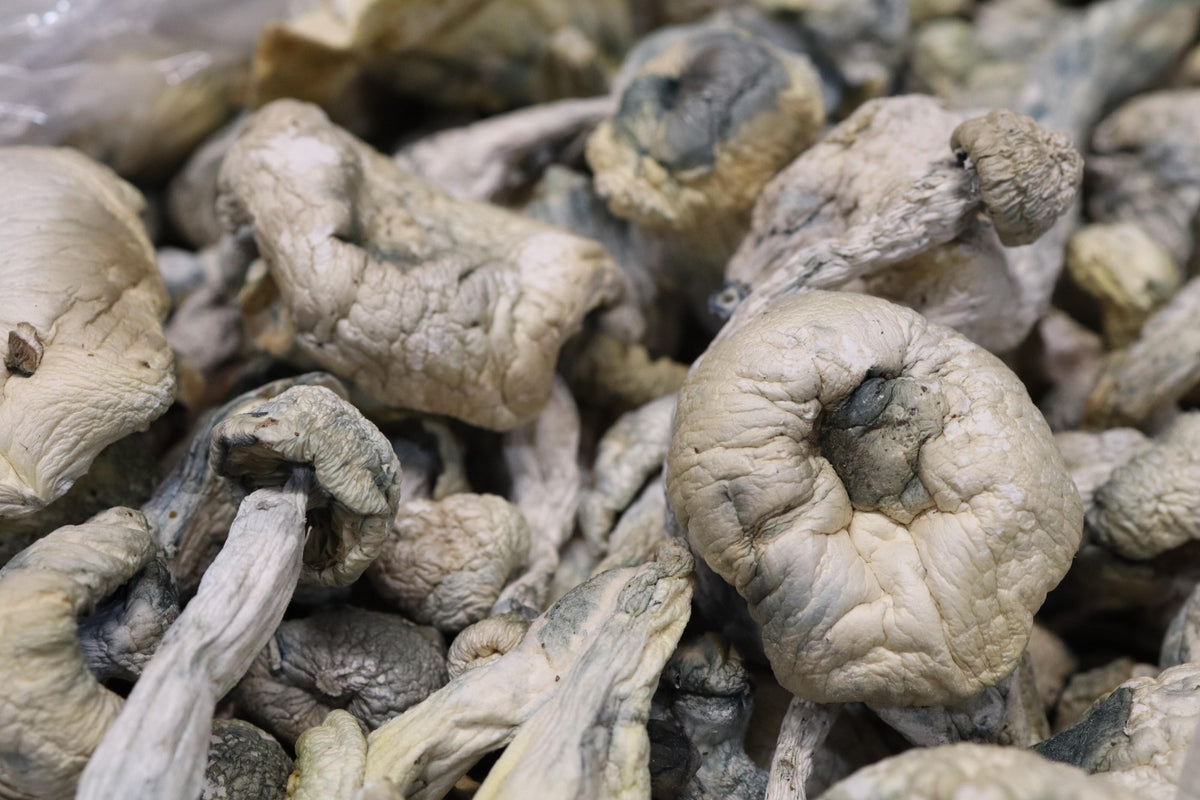 Iceberg x Full Moon Party - AA Shrooms