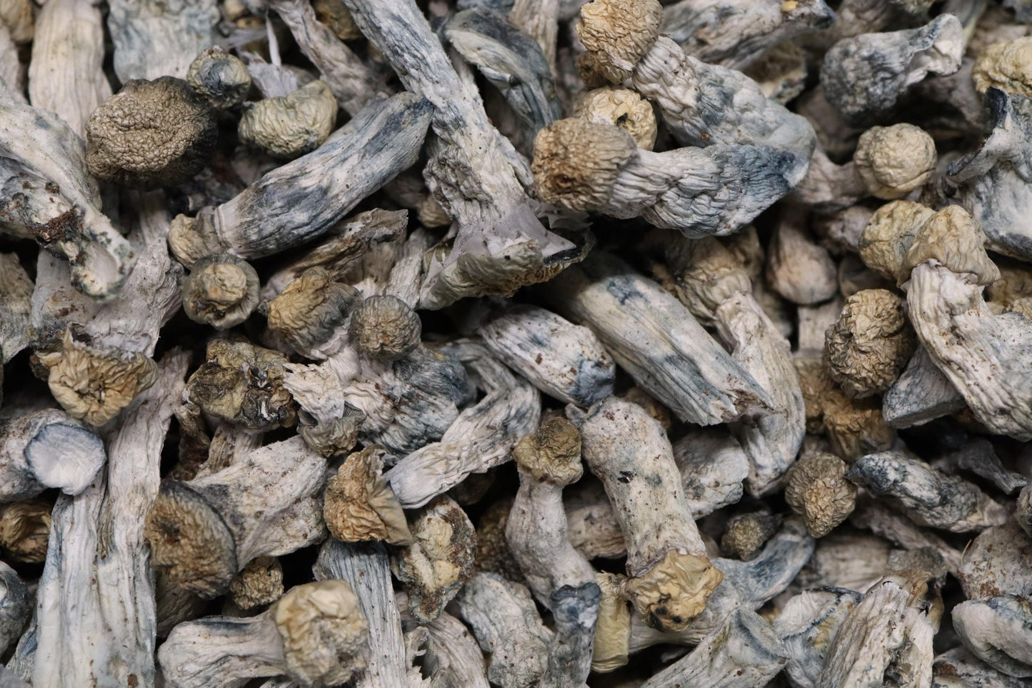 Pink Elephant - AA Shrooms