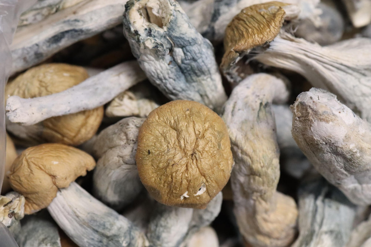 Treasure Coast - A Shrooms