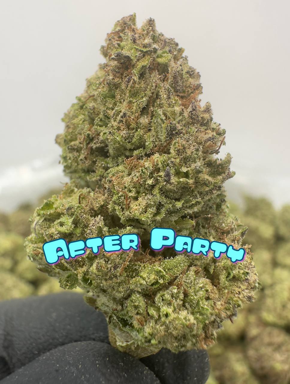 NEW BOUTQUES: After Party