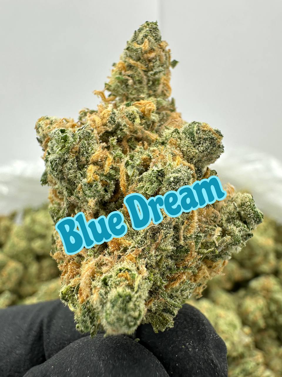 SHATNER’S LEGENDS SERIES: Dutch Treat, Blue Dream