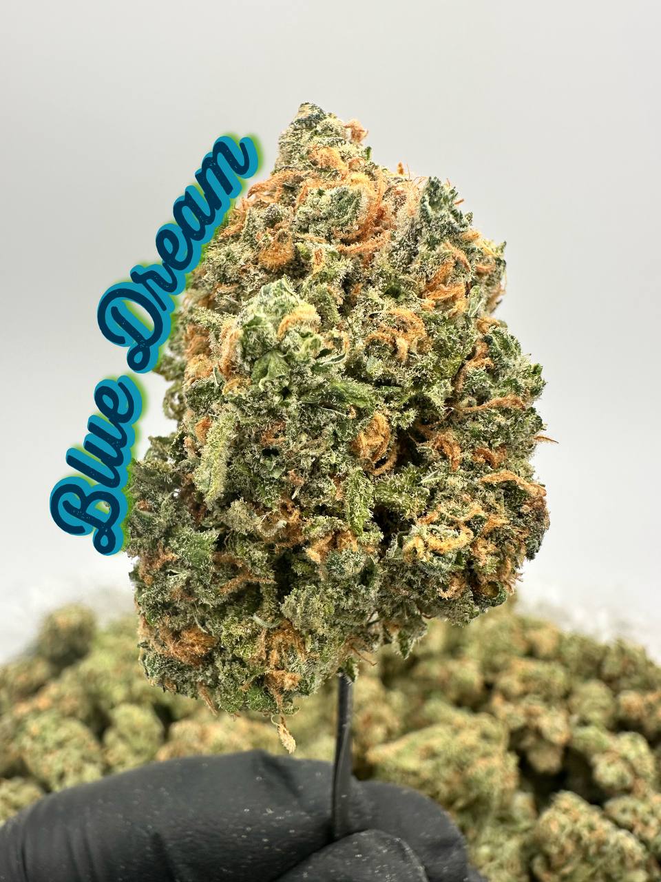 LEGENDS JUNIOR VARSITY SQUAD: Sour Diesel, Blue Dream, Amnesia Haze