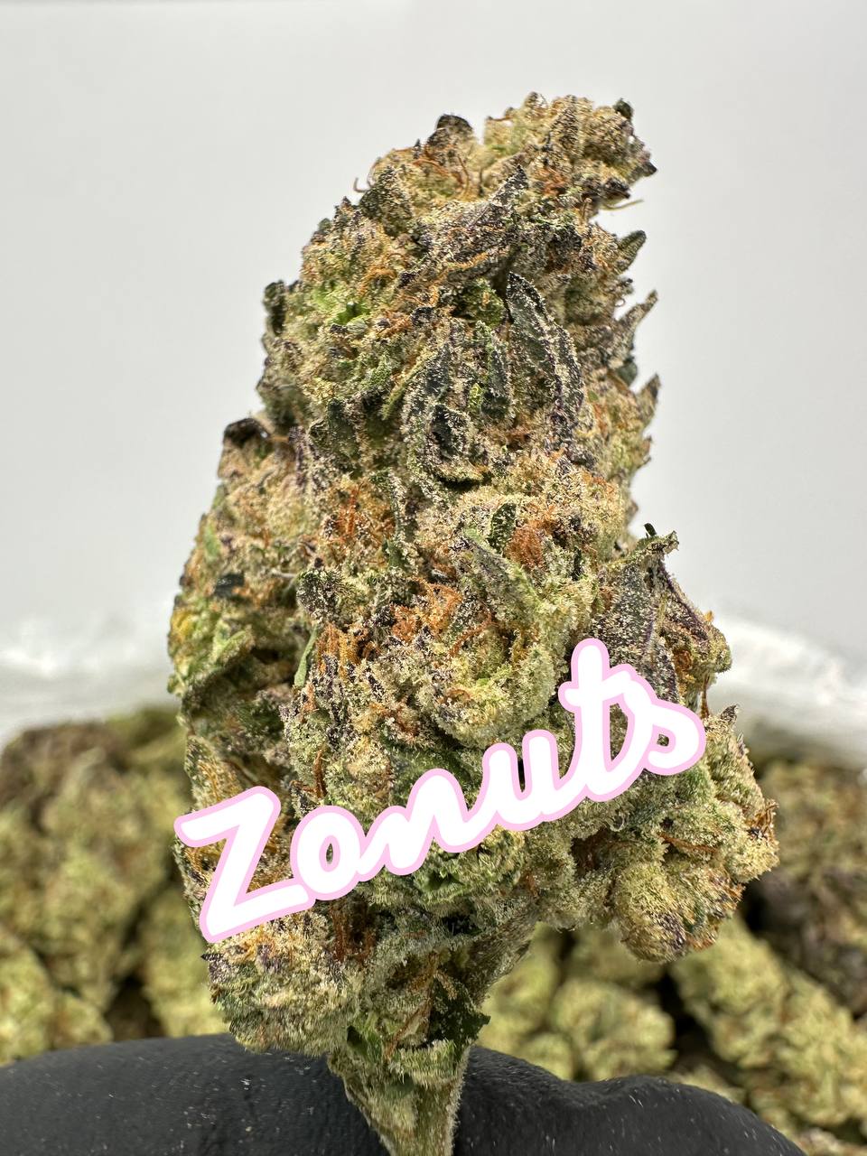 NEW LIGHT DEPS: Candy Z'Eclsire, Velvet Lushers, Blizzard Of Oz, Zonuts