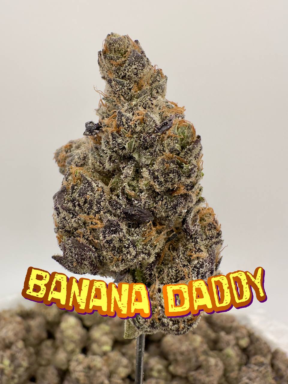 NEW A++ BEYOND EXOTICS: Banana Daddy