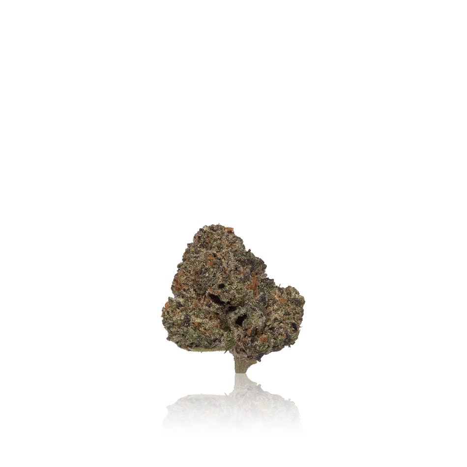 Quiet Kings 3.5