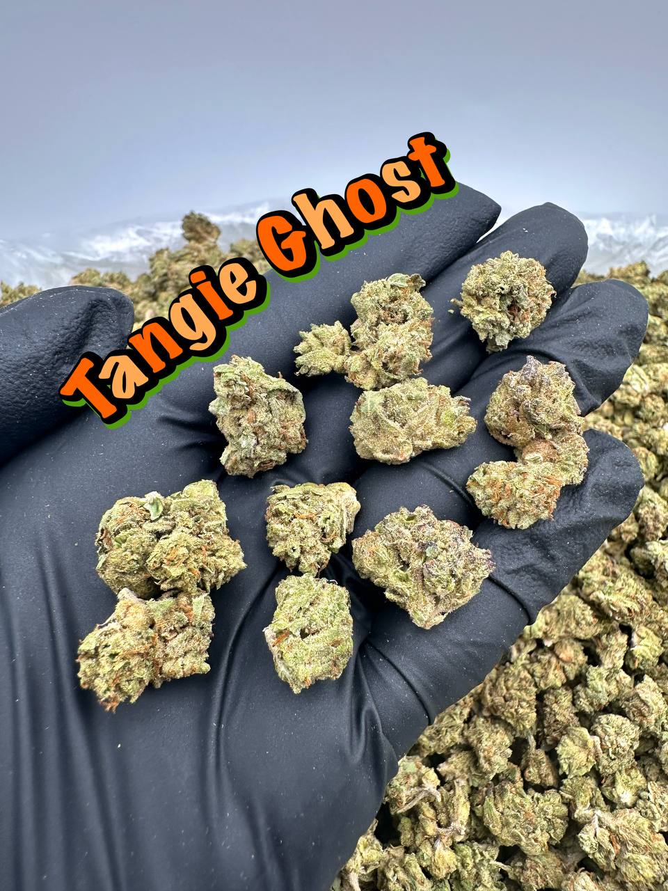 NEW GREENHOUSE SMALLS: Tangie Ghost, Mac Stomper Razzleberry Muffin, Lime Juice