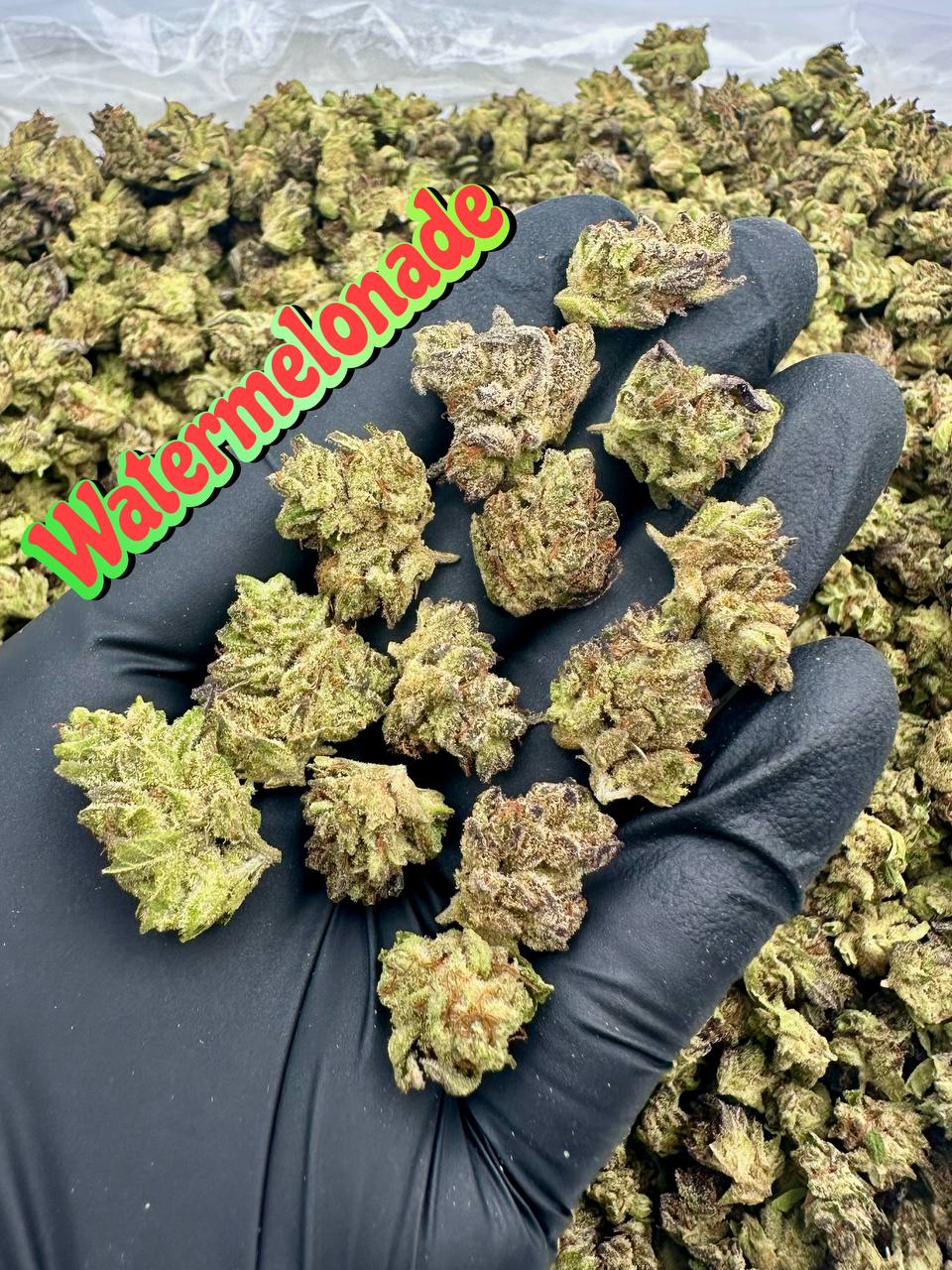 NEW LOUDBOY INDOOR SMALLS: Watermelonade, Honey Runtz, Key Lime Ricky