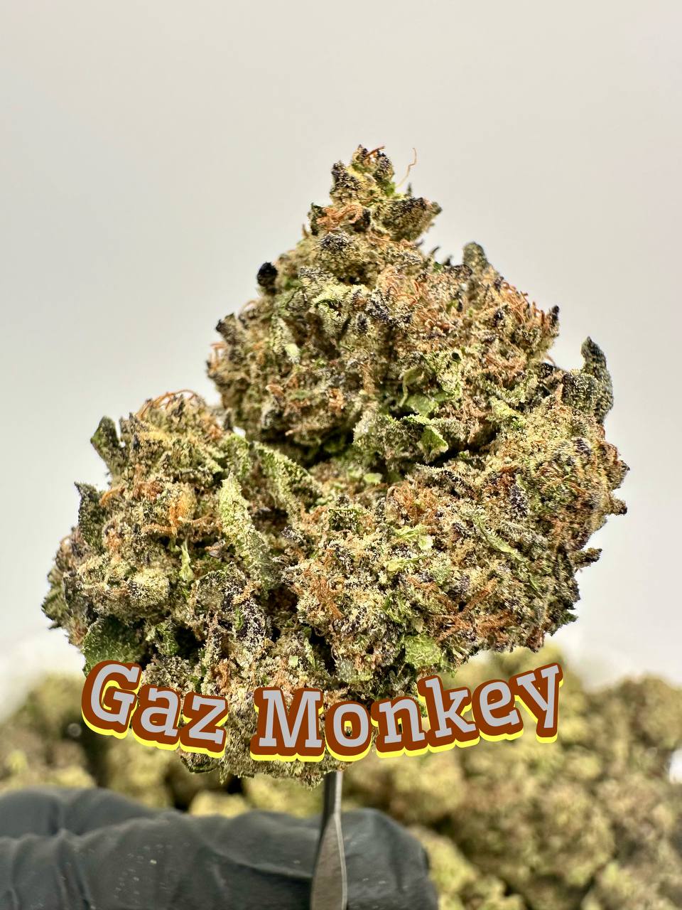 LIGHT DEPS: Banaffy Taffy, Gaz Monkey, Gelato King