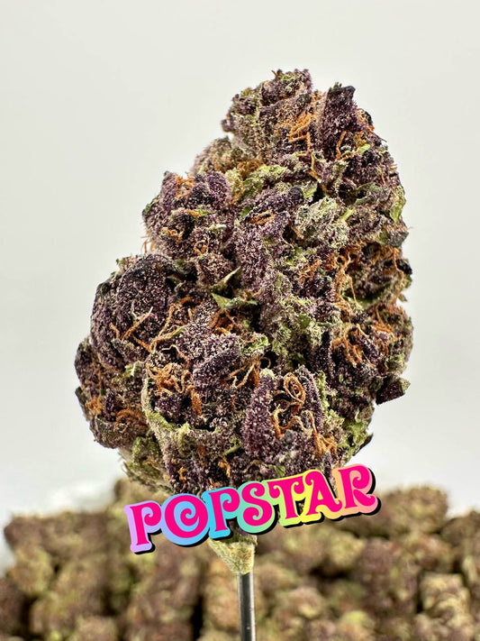 NEW PREMIER LIGHT DEPS: Jelly Rollz, Grapple Pie, Popstar, Dip N Stix