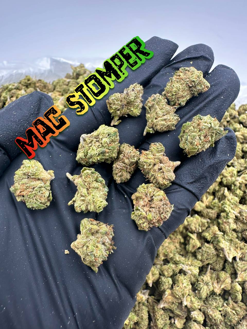 NEW GREENHOUSE SMALLS: Tangie Ghost, Mac Stomper Razzleberry Muffin, Lime Juice