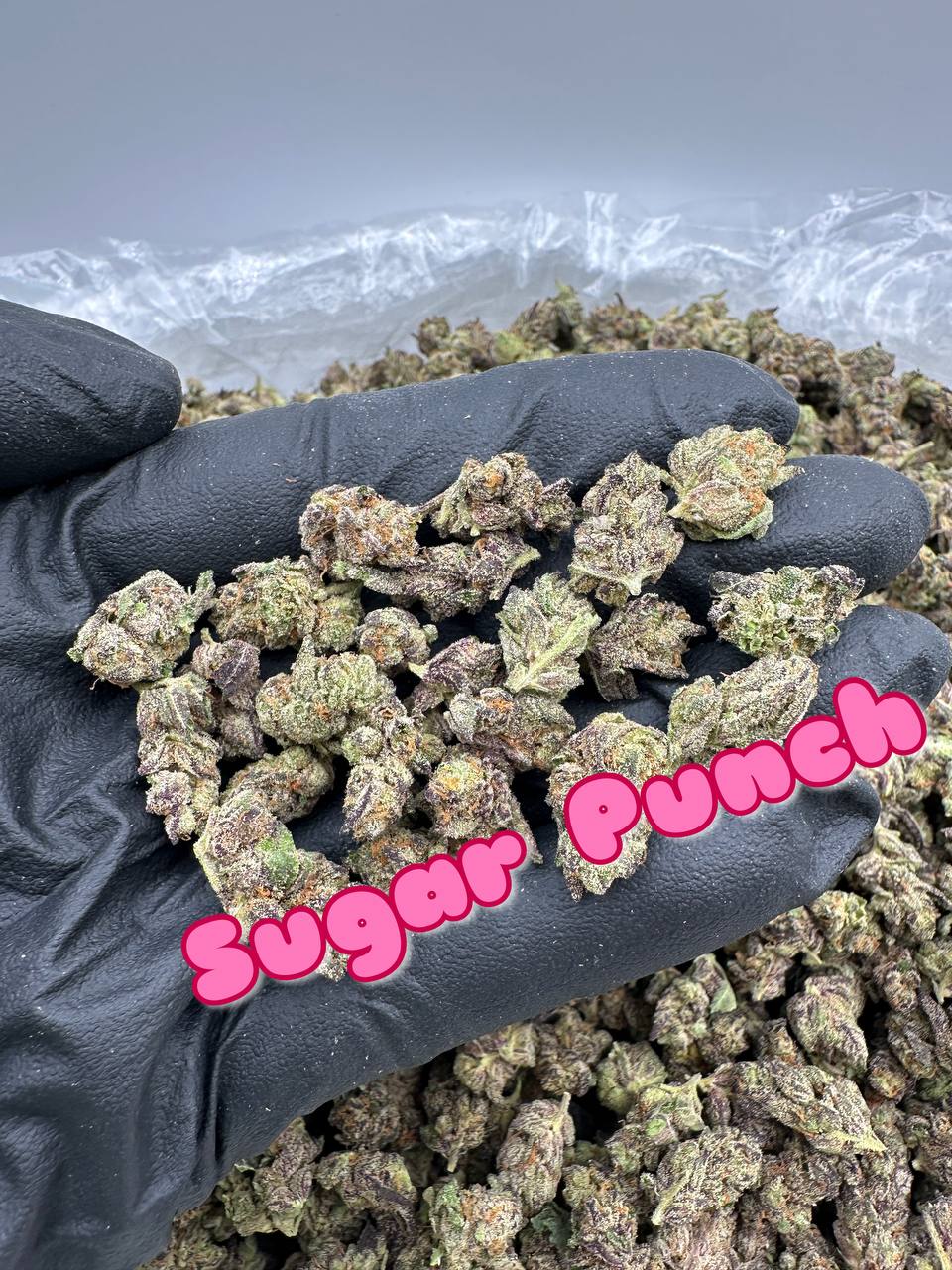 NEW LOUDBOY INDOOR SMALLS: Milk Money, Grape Rock Candy, Sour Banana Sherbert, Sugar Punch