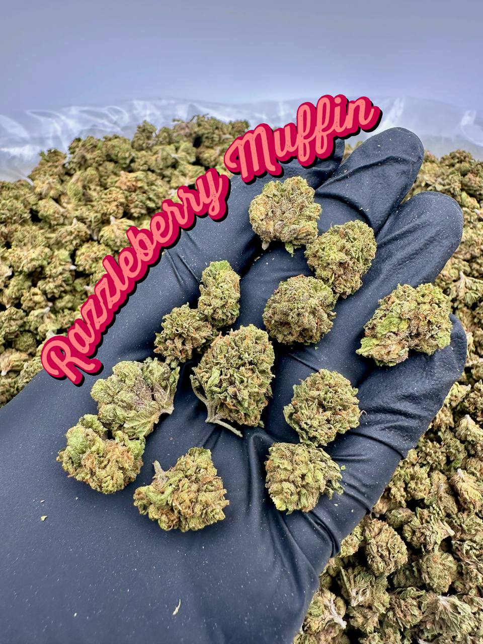 NEW GREENHOUSE SMALLS: Tangie Ghost, Mac Stomper Razzleberry Muffin, Lime Juice
