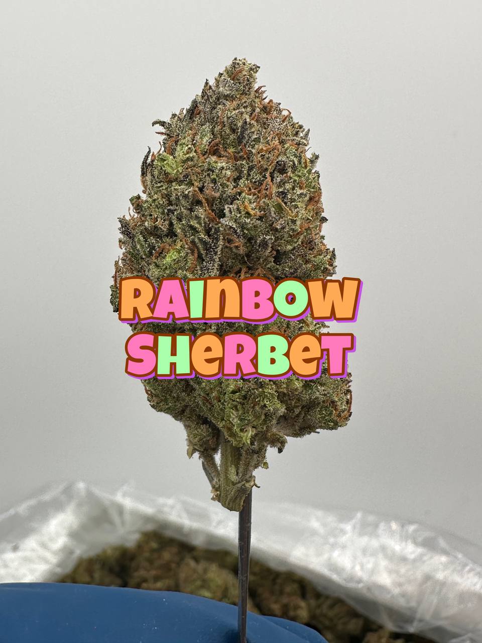 LIGHT DEPS: Gelonade, Rainbow Sherbet
