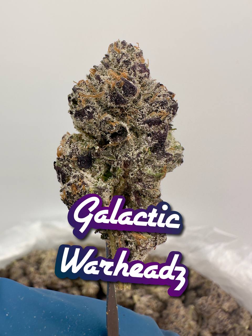 NEW A++ BEYOND EXOTICS: Galactic Warheadz, Wagyu