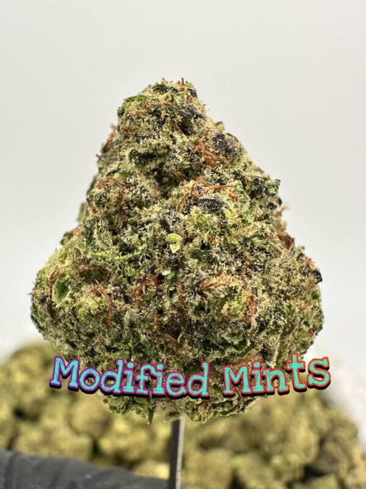 LIGHT ASSIST: Modified Mints