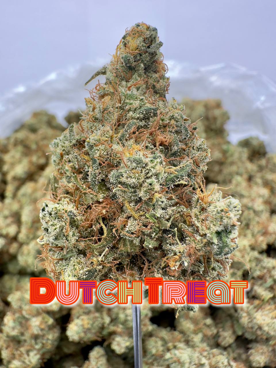 SHATNER’S LEGENDS SERIES: Blueberry Hashplant, Dutchtreat