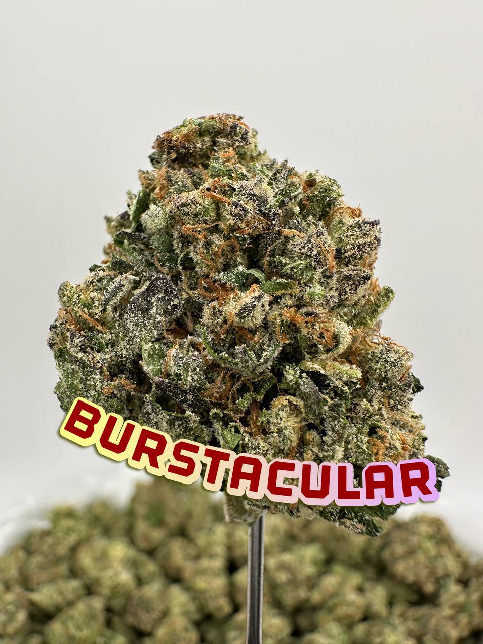NEW PREMIER BOUTIQUES: Bustacular, Rainbow Flakse