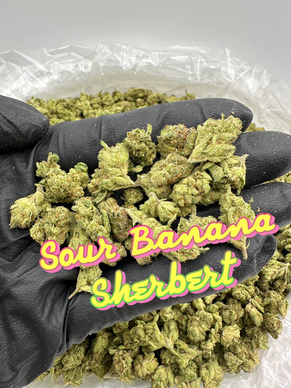 NEW LOUDBOY INDOOR SMALLS: Milk Money, Grape Rock Candy, Sour Banana Sherbert, Sugar Punch