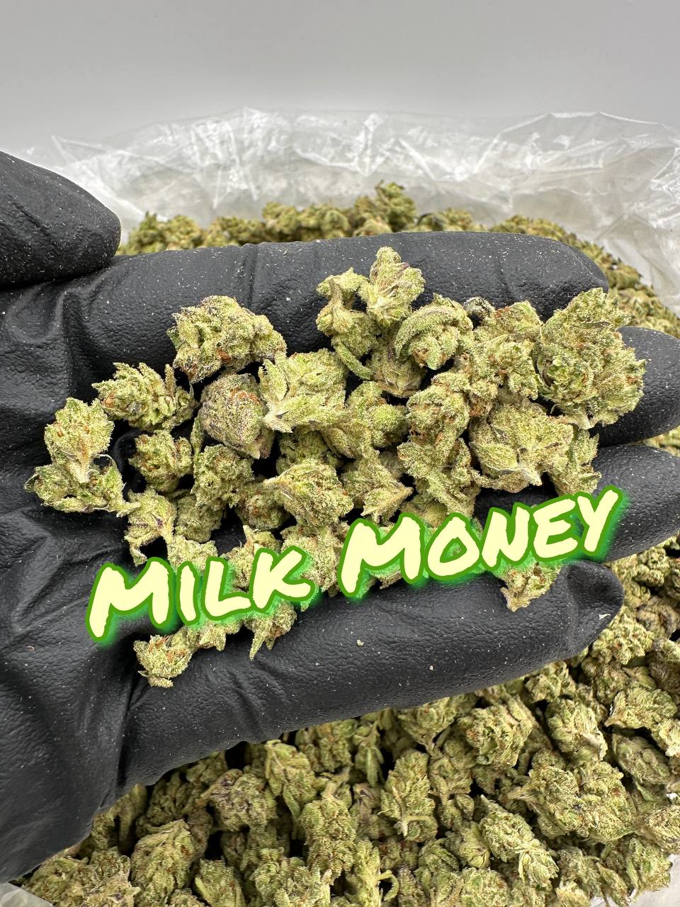 NEW LOUDBOY INDOOR SMALLS: Milk Money, Grape Rock Candy, Sour Banana Sherbert, Sugar Punch