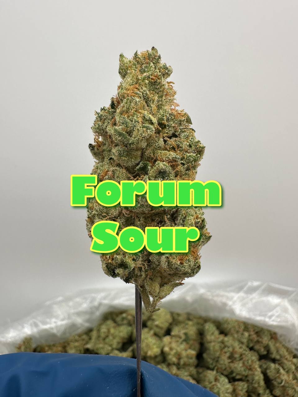 LEGENDS JUNIOR VARSITY SQUAD: Forum Sour