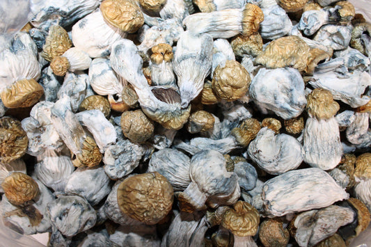 Bluie Vuitton - AA Shrooms