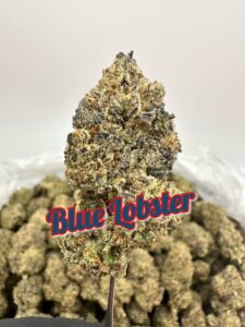 NEW PREMIER BOUTIQUES: Blue Lobster, Butterscotch Pudding