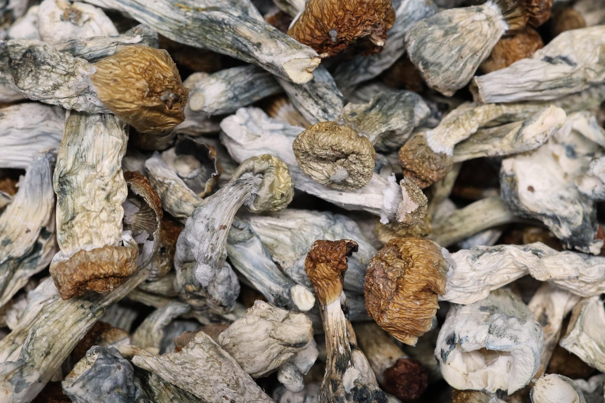 Blue Meanies - AA Shrooms