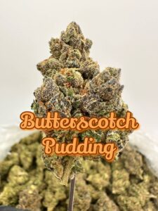 NEW PREMIER BOUTIQUES: Blue Lobster, Butterscotch Pudding