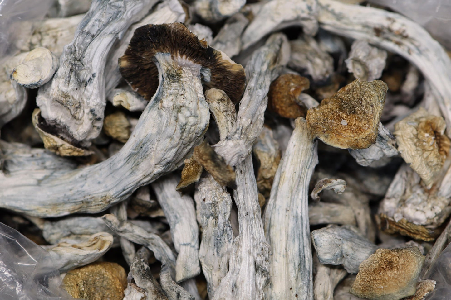 Ghost X Blue Meanie - AA Shrooms