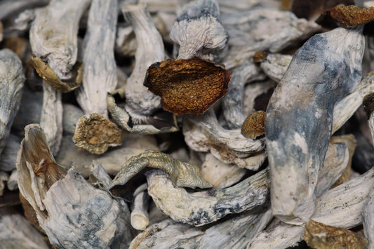 Golden Teacher X FMP - A Shrooms