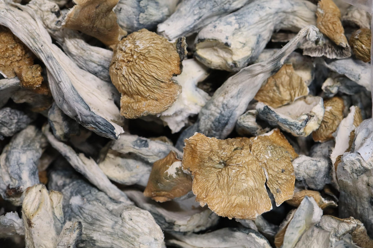 Ghost - AA Shrooms