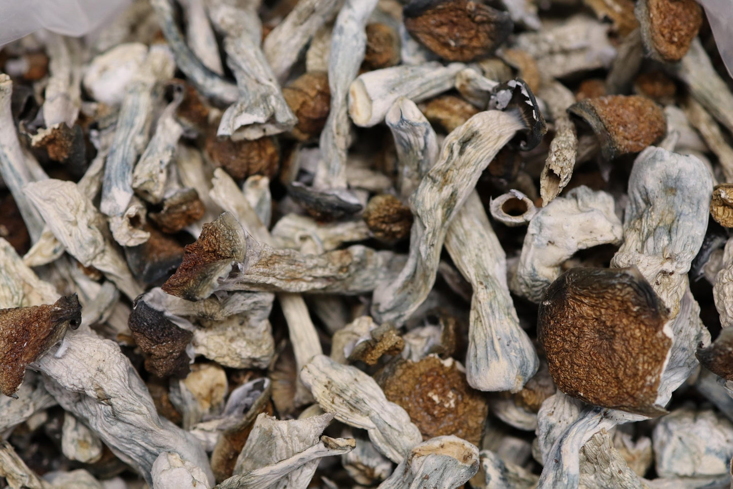 HillBilly - A Shrooms