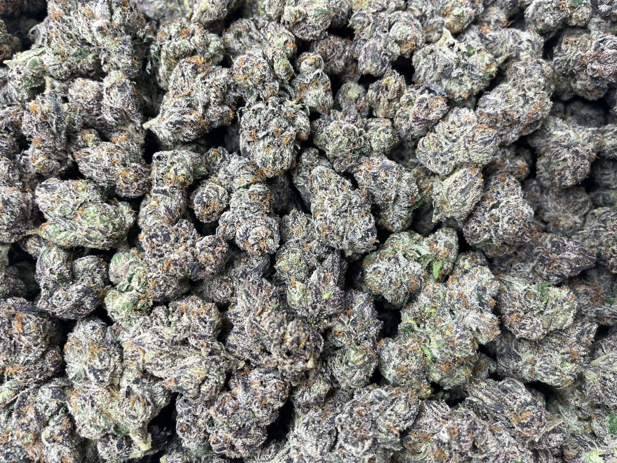 [EXOTIC] Gelato X