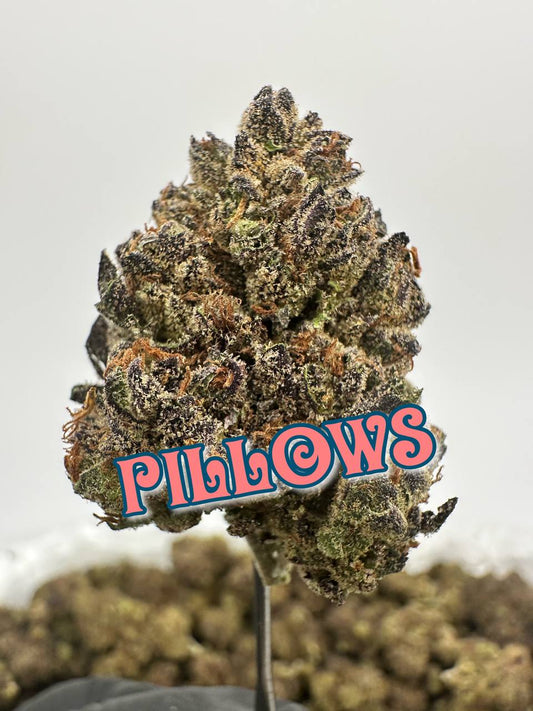 NEW PREMIER BOUTIQUES: Pillows