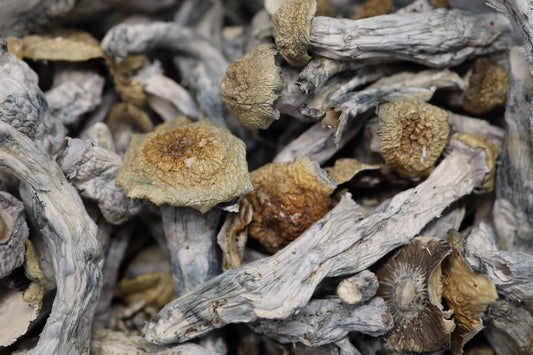 Shakita - AA Shrooms