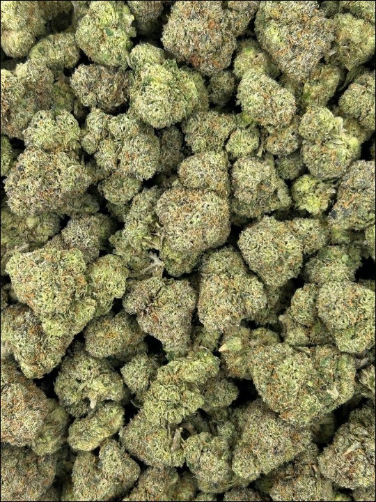 [GAS] Turbo Biscotti
