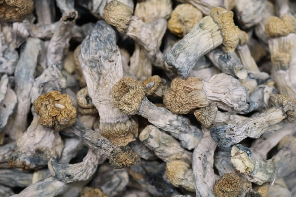 TAT - AA Shrooms