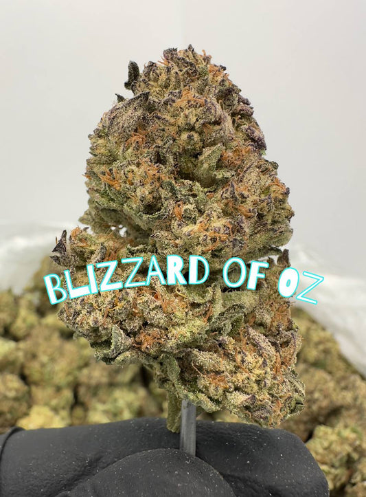 NEW LIGHT DEPS: Candy Z'Eclsire, Velvet Lushers, Blizzard Of Oz, Zonuts