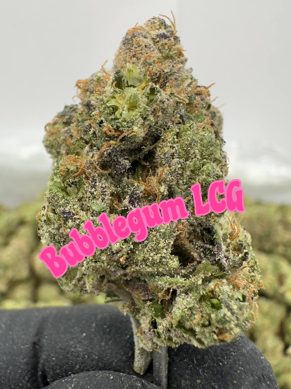NEW A-GRADE EXOTIC INDOOR: Bubblegum LCG, Honey Runtz