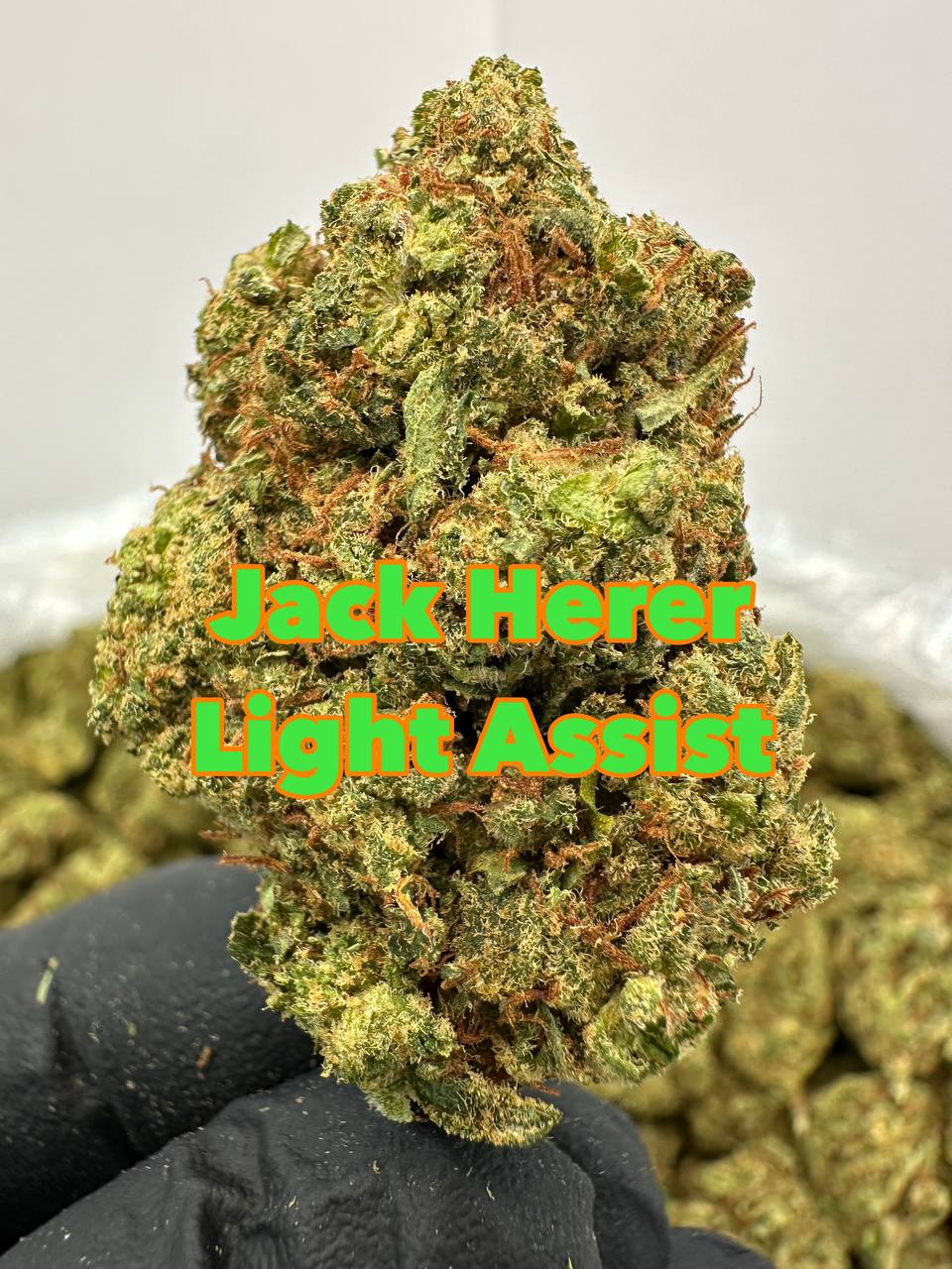 NEW LIGHT ASSIST: Jack Herer, Hazelnut Piff