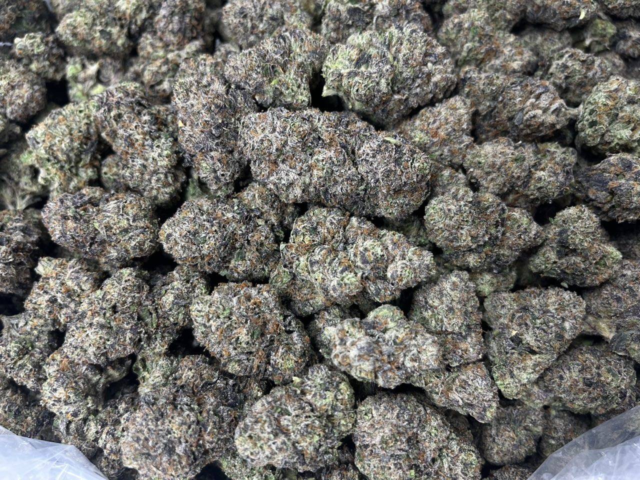[EXOTIC] Lato Pop
