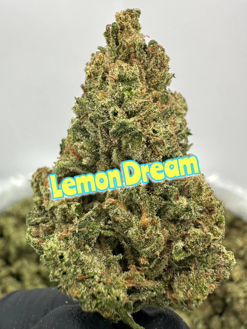 NEW PREMIER LIGHT DEPS: Bubble Tape. Lemon Dream