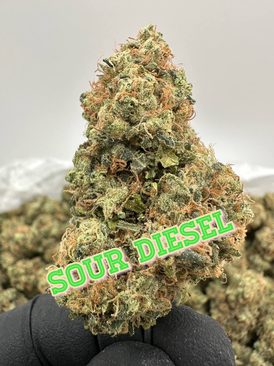 LEGENDS JUNIOR VARSITY SQUAD: Sour Diesel, Blue Dream, Amnesia Haze