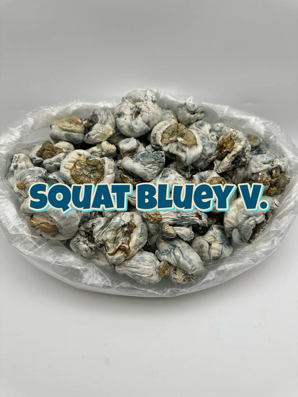 [MUSHROOM] Squat Bluey V
