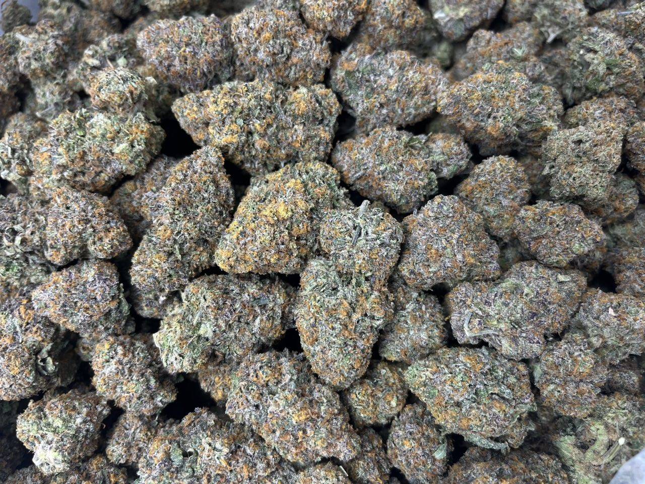 [EXOTIC] Bacio Gelato