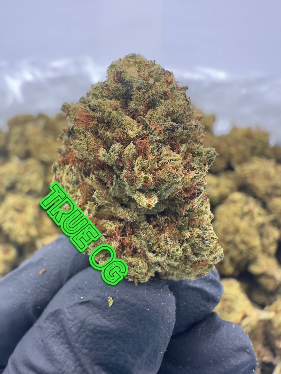 NEW ORGANIC OUTDOORS: Gushers, True OG, Apples N Bananas, New Car Smell