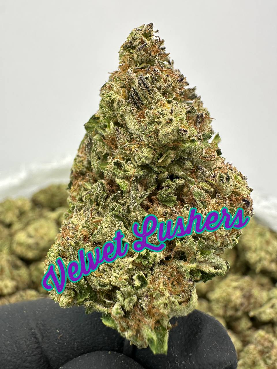 NEW LIGHT DEPS: Candy Z'Eclsire, Velvet Lushers, Blizzard Of Oz, Zonuts